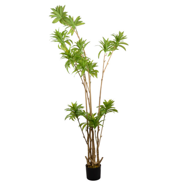 Arbore Dracaena Reflexa Descoperă Arborele Dracaena Reflexa artificial, ideal pentru birou, camere de copii sau living. Cu o înălțime de 200 cm și un design realist, aduce eleganță oricărui decor, fără a necesita întreținere. Perfect integrat în orice spațiu, este un obiect decorativ de calitate superioară.