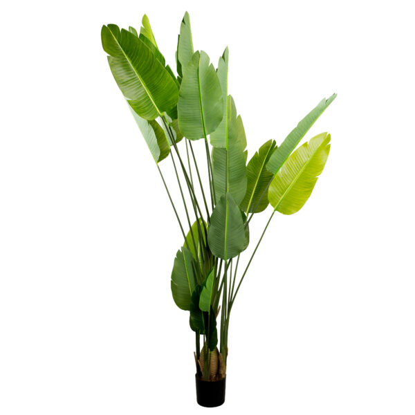 Strelitzia Tree 250 cm Add a touch of elegance to your decor with the 250 cm Strelitzia Tree! Perfect for the office, living room, or children's room, this artificial tree offers an stunning natural appearance without maintenance. Enhance your space with a sophisticated and durable decorative piece!