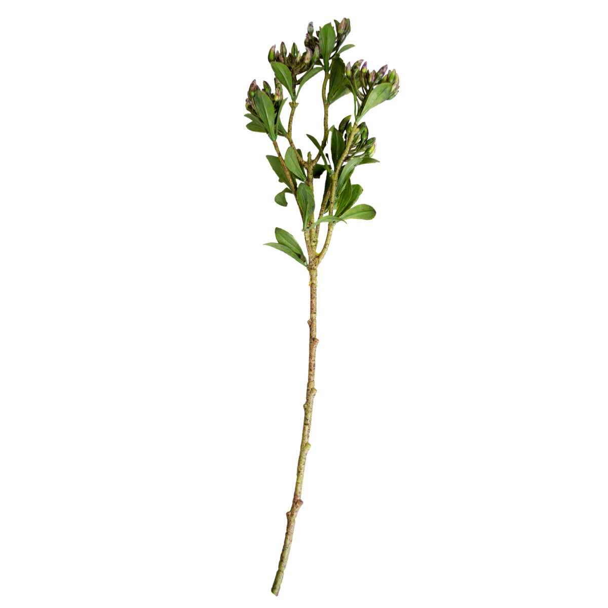 Ramura decorativa de Buxus Îmbogățiți-vă spațiile cu Ramura decorativă de Buxus! Ideală pentru mobilier de birou, copii sau living, această ramură artificială oferă un accent elegant, imitant perfect aspectul natural, fără nevoie de îngrijire constantă. Adăugați un strop de verde în viața dumneavoastră!