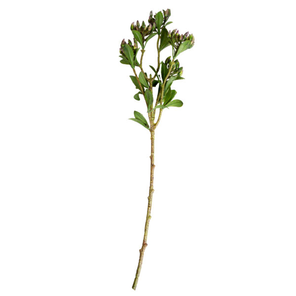 Ramura decorativa de Buxus Îmbogățiți-vă spațiile cu Ramura decorativă de Buxus! Ideală pentru mobilier de birou, copii sau living, această ramură artificială oferă un accent elegant, imitant perfect aspectul natural, fără nevoie de îngrijire constantă. Adăugați un strop de verde în viața dumneavoastră!
